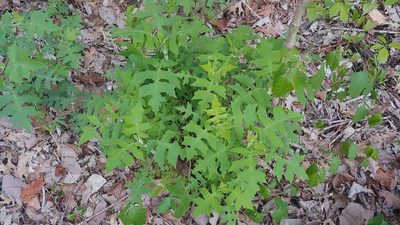 Polymnia canadensis, photographed by Ryan Sorrells