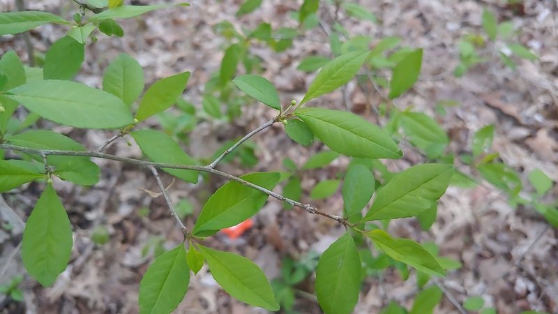 Ilex decidua, photographed by Ryan Sorrells