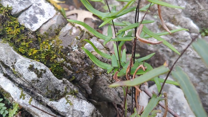 Pellaea atropurpurea, photographed by Ryan Sorrells