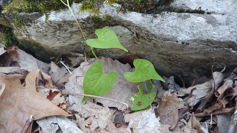 Fallopia scandens, photographed by Ryan Sorrells