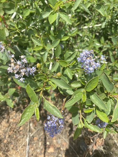 Ceanothus lemmonii, photographed by Trevor Schalla