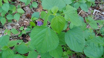 Laportea canadensis, photographed by Ryan Sorrells