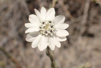 Hemizonia congesta, photographed by Steve Woodward