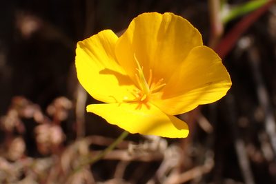Eschscholzia caespitosa, photographed by Steve Woodward