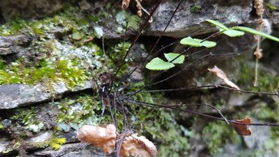 Pellaea atropurpurea, photographed by Ryan Sorrells