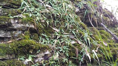 Asplenium rhizophyllum, photographed by Ryan Sorrells