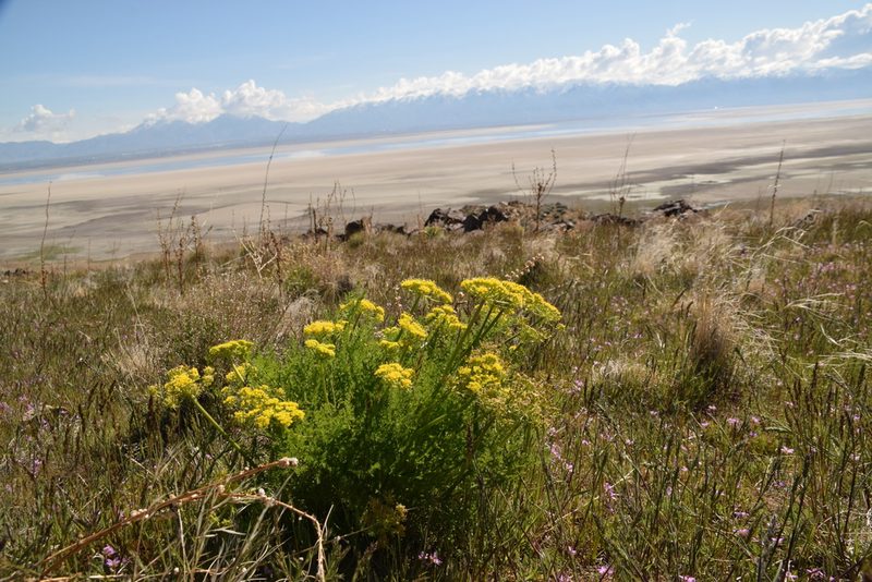 Lomatium grayi, photographed by Mitch Van Dyke