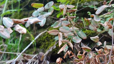 Pellaea atropurpurea, photographed by Ryan Sorrells