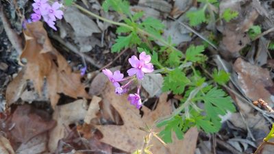 Verbena canadensis, photographed by Ryan Sorrells