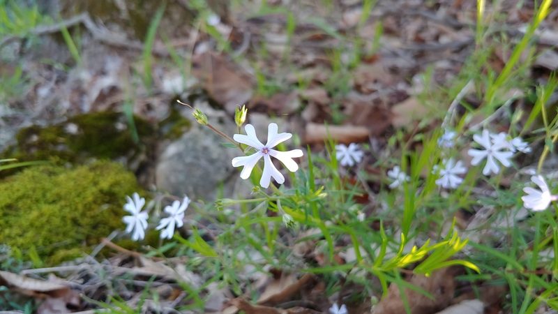 Phlox bifida, photographed by Ryan Sorrells