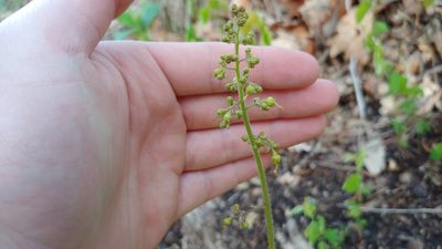 Heuchera americana, photographed by Ryan Sorrells