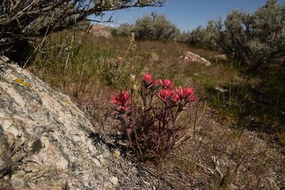 Castilleja chromosa, photographed by Mitch Van Dyke