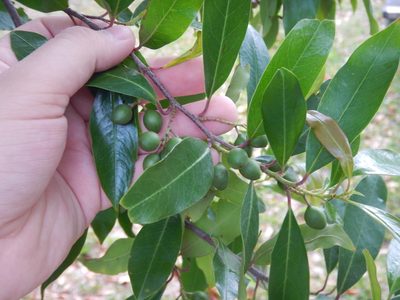 Prunus caroliniana, photographed by Ryan Watson