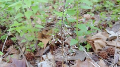 Perilla frutescens, photographed by Ryan Sorrells
