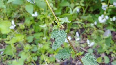 Urtica chamaedryoides, photographed by Ryan Sorrells