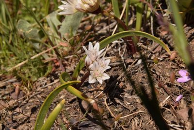 Allium brandegeei, photographed by Mitch Van Dyke