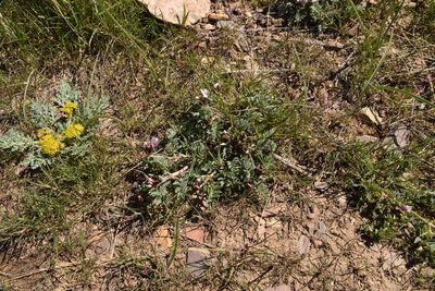 Astragalus cibarius, photographed by Mitch Van Dyke