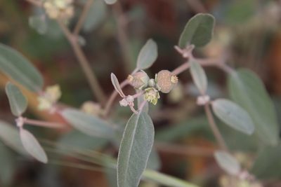 Croton californicus, photographed by Millie Basden