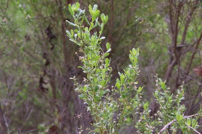 Baccharis pilularis, photographed by Millie Basden