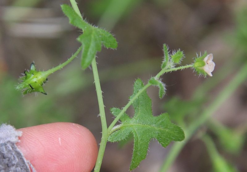 Pholistoma racemosum, photographed by Millie Basden