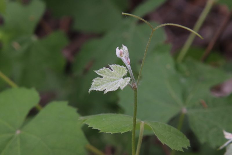 Vitis girdiana, photographed by Millie Basden