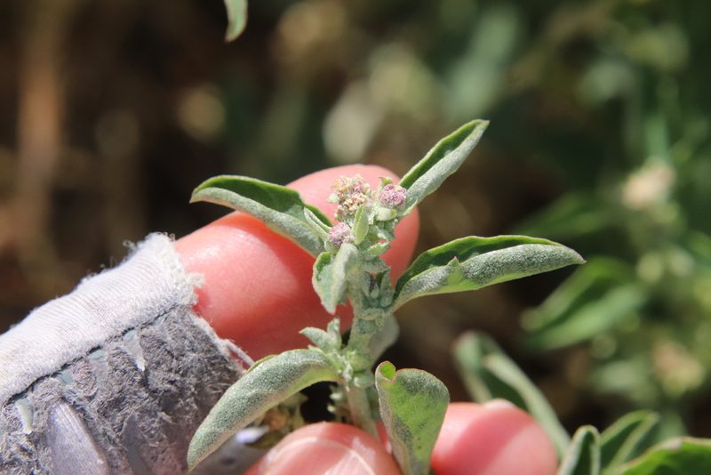 Atriplex suberecta, photographed by Millie Basden