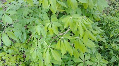 Aesculus glabra, photographed by Ryan Sorrells