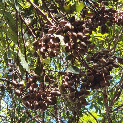 Corymbia intermedia, photographed by ronavery