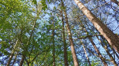 Pinus echinata, photographed by Ryan Sorrells