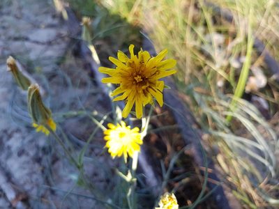 Tragopogon heterospermus, photographed by Tomas Pocius