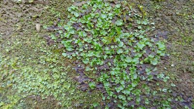 Pellia epiphylla, photographed by Ryan Sorrells