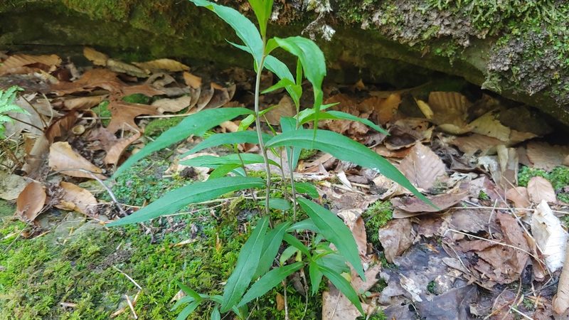 Solidago caesia, photographed by Ryan Sorrells