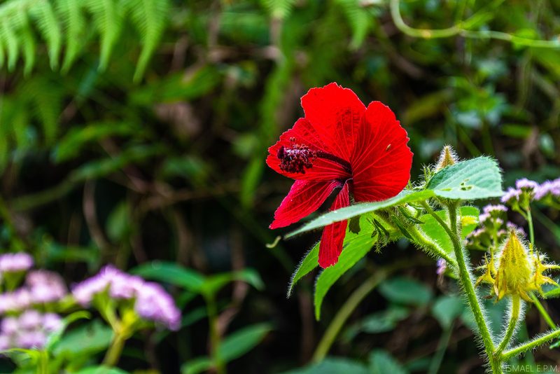 Sabdariffa uncinella, photographed by Ismael EPM