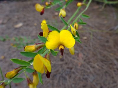 Bossiaea heterophylla, photographed by Gary Williams