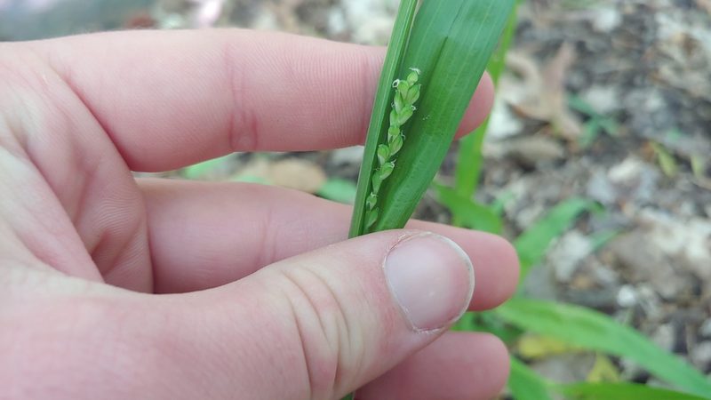 Carex albursina, photographed by Ryan Sorrells