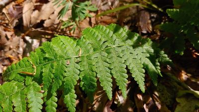 Deparia acrostichoides, photographed by Ryan Sorrells
