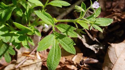 Phacelia covillei, photographed by Ryan Sorrells
