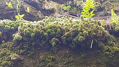 Sphagnum compactum, photographed by Ryan Sorrells