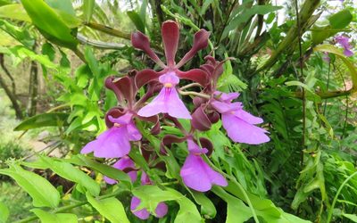 Encyclia cordigera, photographed by djcooker