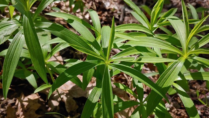 Lilium michiganense, photographed by Ryan Sorrells