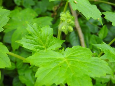Hydrophyllum appendiculatum, photographed by Yann Kemper