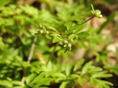 Erigenia bulbosa