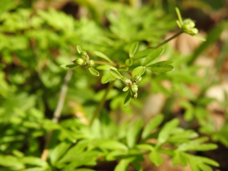 Erigenia bulbosa, photographed by Yann Kemper
