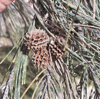 Casuarina equisetifolia, photographed by ronavery