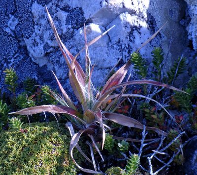 Luzula alopecurus, photographed by Hugo Hulsberg