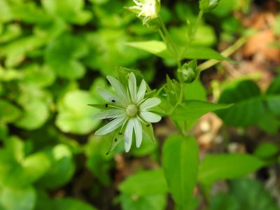 Stellaria corei, photographed by Yann Kemper