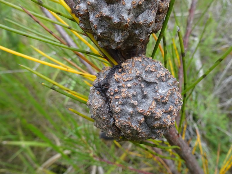Hakea propinqua, photographed by Gary Williams