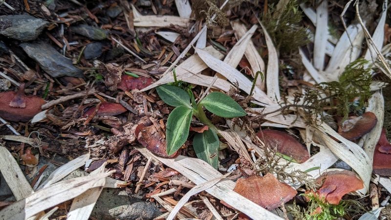 Goodyera nankoensis, photographed by Cheng-Te Hsu