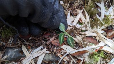Goodyera nankoensis, photographed by Cheng-Te Hsu
