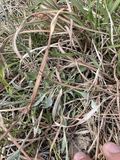 Physaria ovalifolia, photographed by Brand R